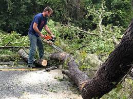 La Grulla, TX Tree Care Company