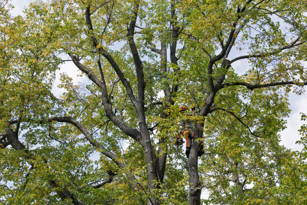 How Our Tree Care Process Works  in  La Grulla, TX